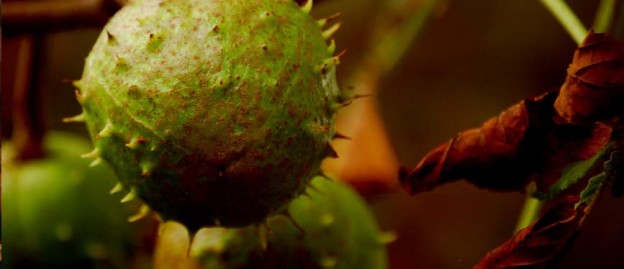 Herbst